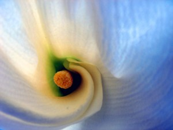 2014-05-03_inside_the_lily