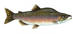 2014-05-04_picture_of_a_salmon